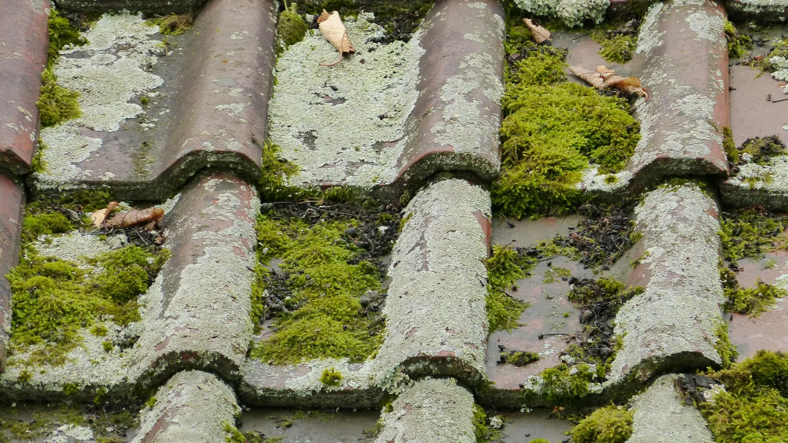 Moss Removal